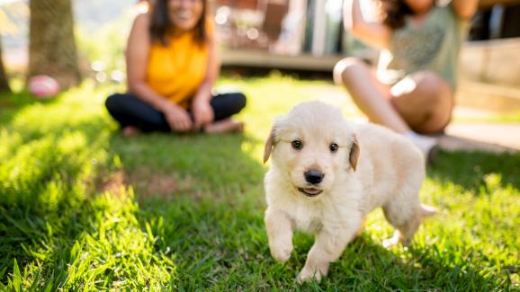 социализация на кученцето