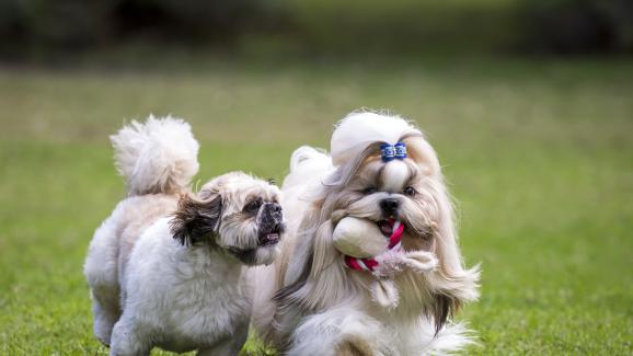 Ши Тцу и Лхаса Апсо