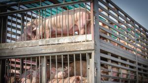 Прасета прасенца