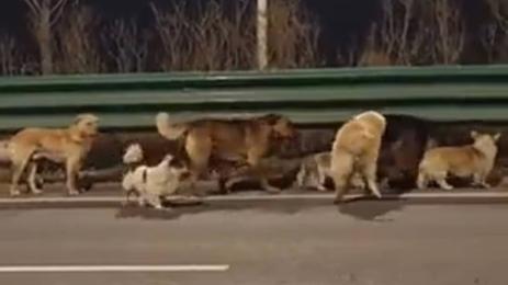 кучетаКирай