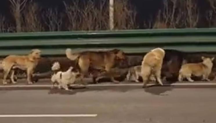 кучетаКирай - НЕВЕРОЯТНОТО БЯГСТВО: „Братство от лапи“ избяга от кланица и извървя 17 км до дома! (ВИДЕО)