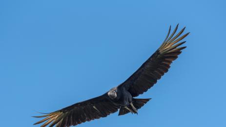 черен лешояд