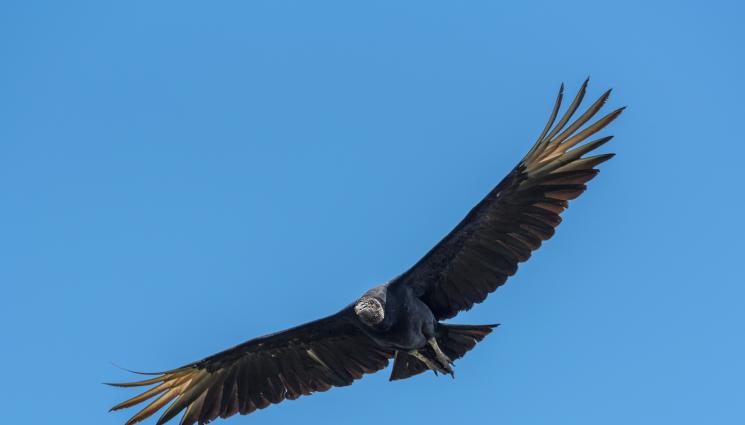 черен лешояд - ЖЕСТОКОСТ: Откриха отровен черен лешояд във водите на Бяла река (СНИМКИ)