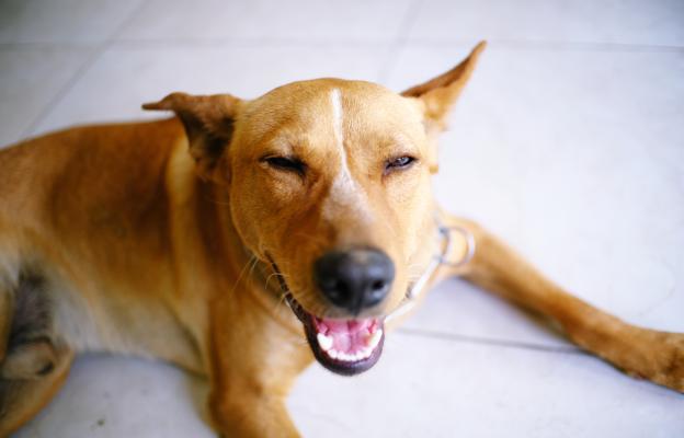 куче въздиша