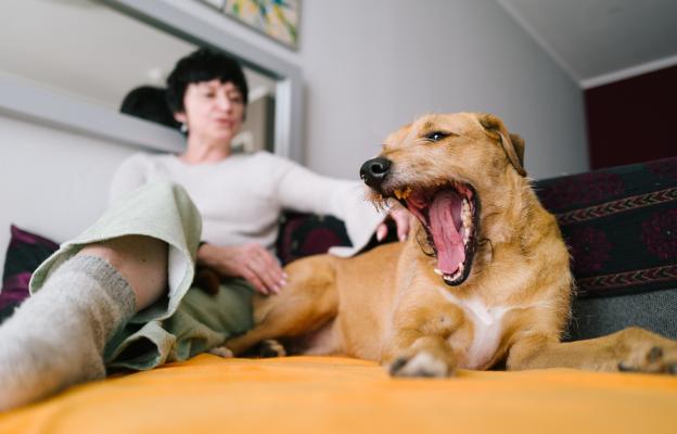 куче въздиша