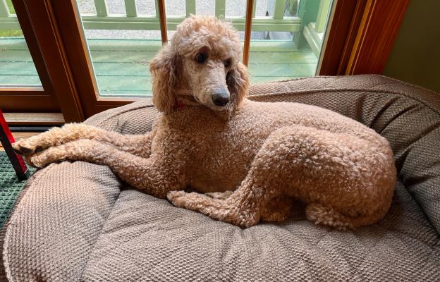 куче въздиша