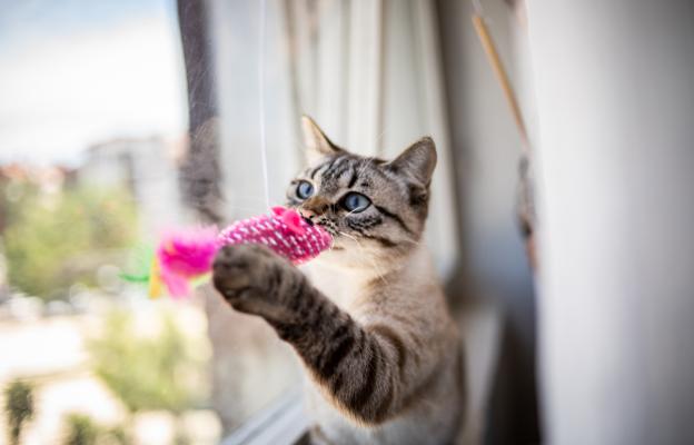 Котка през пролетта