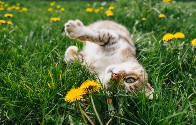 Котка през пролетта