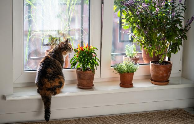 Котка през пролетта