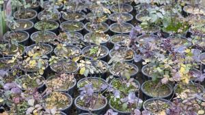 Разсад рози