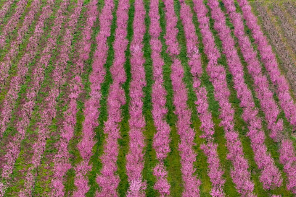 Цъфнали прасковени дървета оцветяват равнините на Северна Гърция в розово