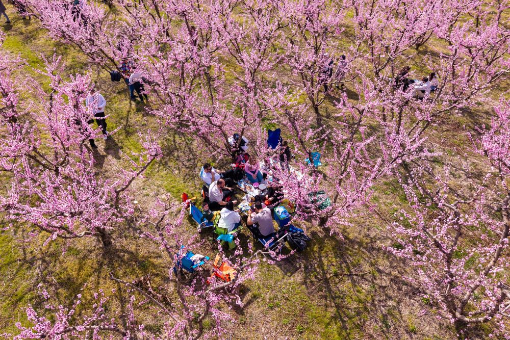 Цъфнали прасковени дървета оцветяват равнините на Северна Гърция в розово