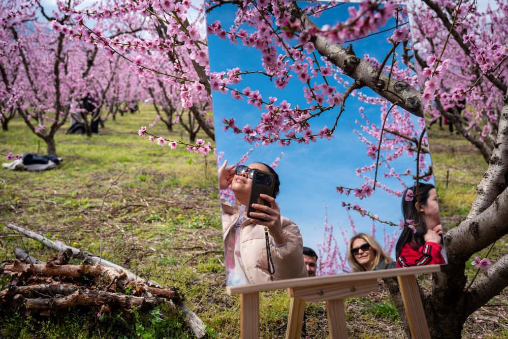 <p>Цъфнали прасковени дървета оцветяват равнините на Северна Гърция в розово</p>

<p> </p>