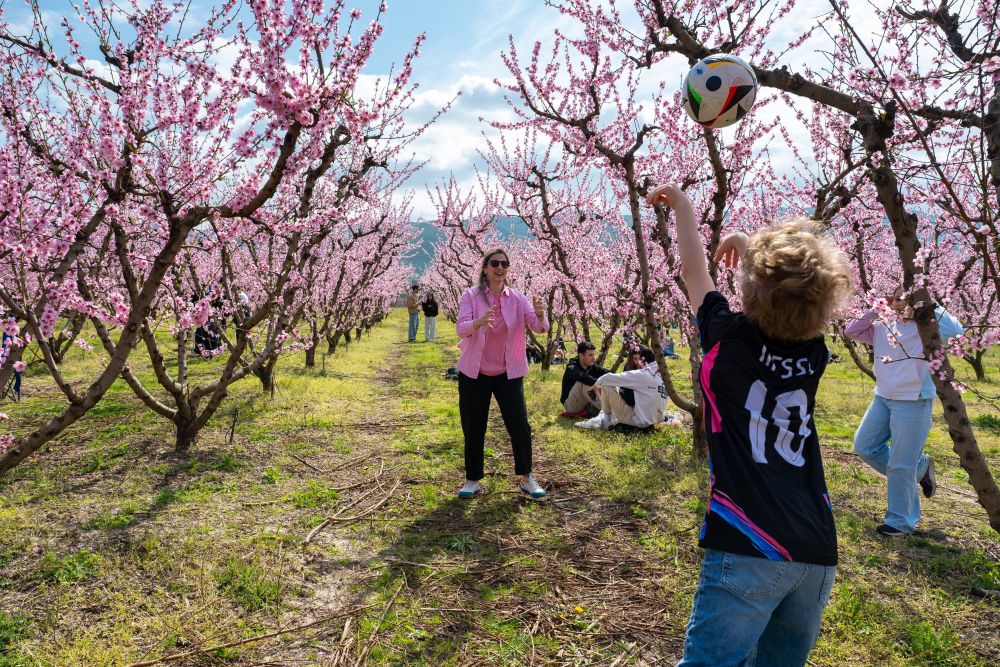 <p>Цъфнали прасковени дървета оцветяват равнините на Северна Гърция в розово</p>