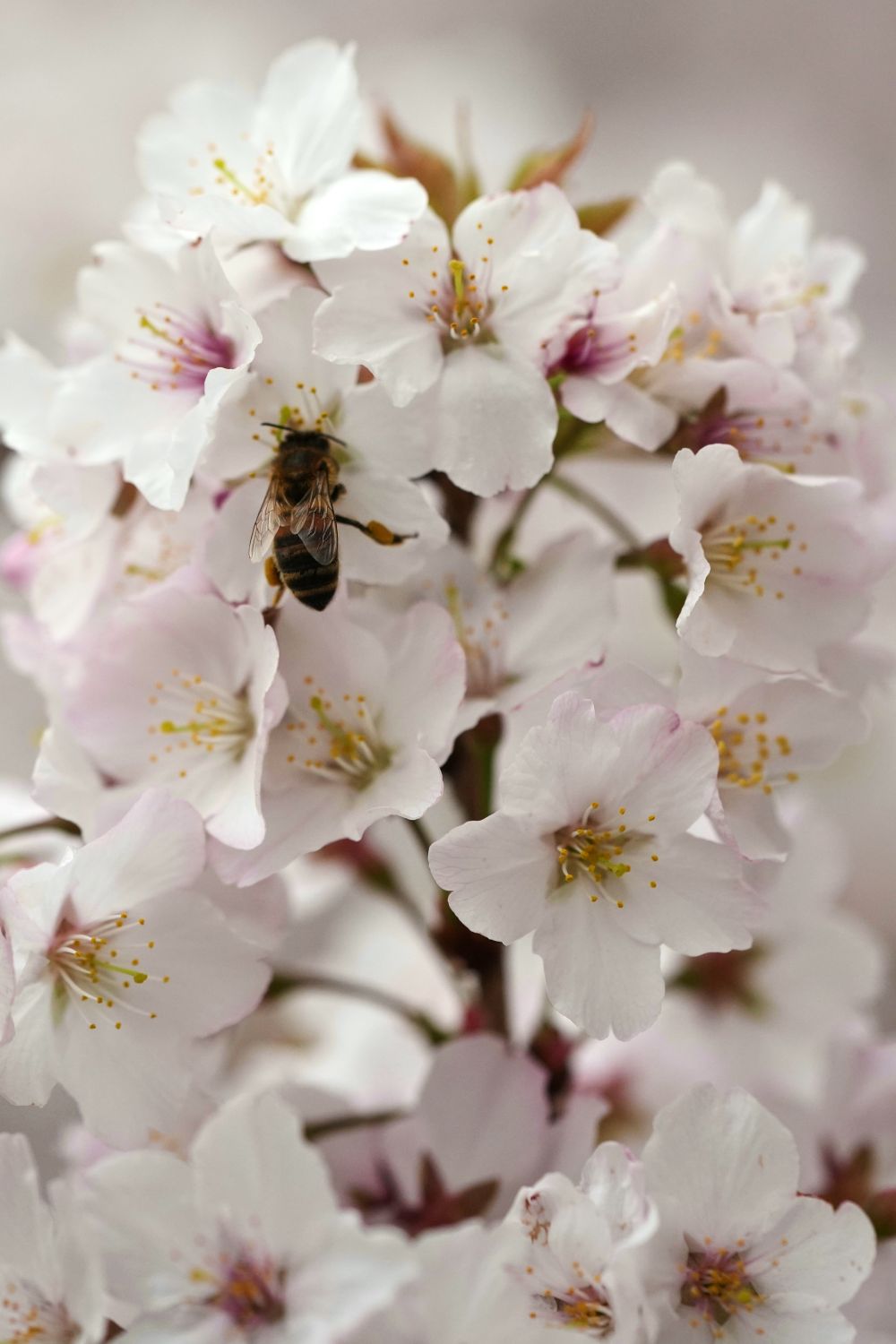 Пчела събира нектар от цвете в парка Сейнт Джеймс в Лондон