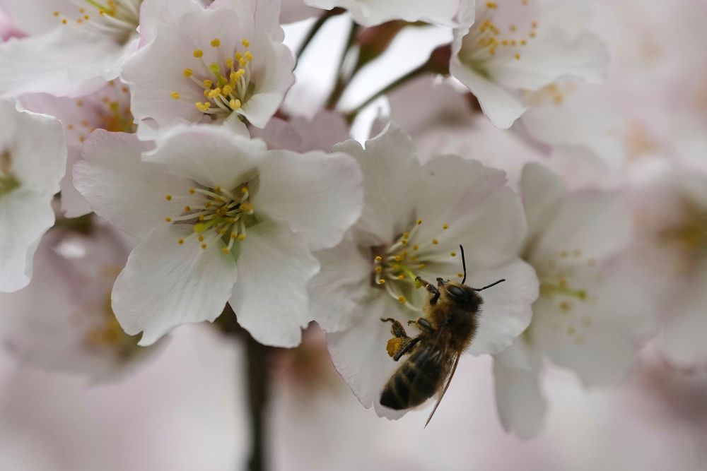 Пчела събира нектар от цвете в парка Сейнт Джеймс в Лондон