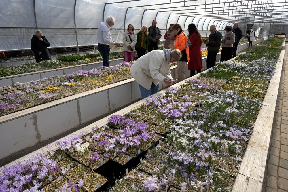 Една от най-големите колекции от минзухари в света в градината Яунруяс в Райскумс, Латвия