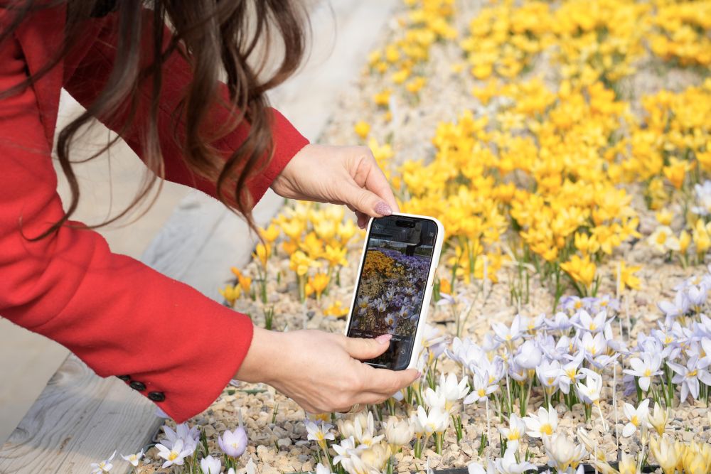 Една от най-големите колекции от минзухари в света в градината Яунруяс в Райскумс, Латвия