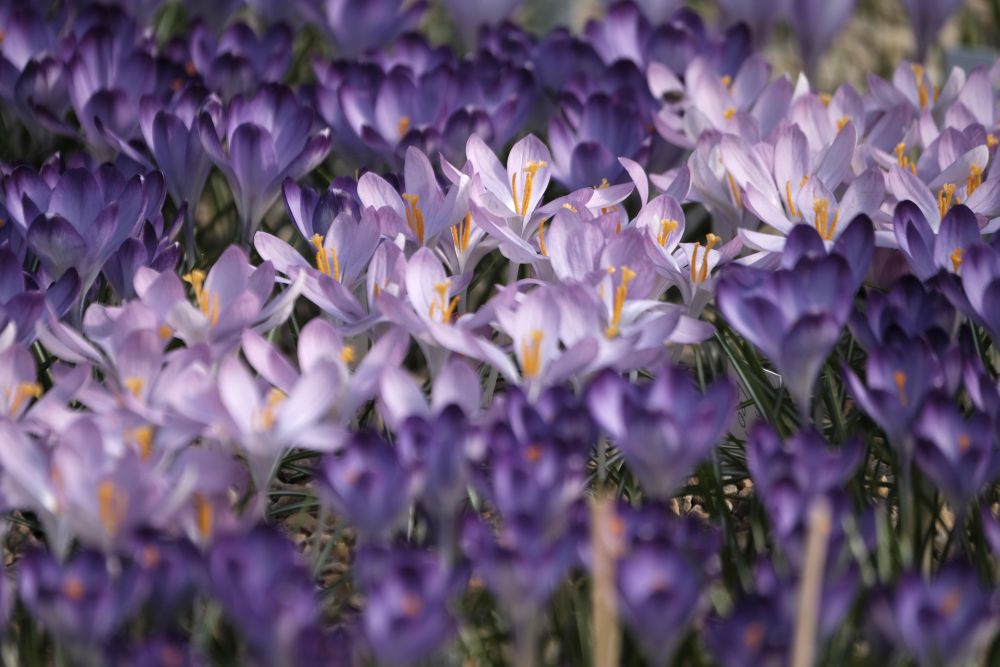 Една от най-големите колекции от минзухари в света в градината Яунруяс в Райскумс, Латвия