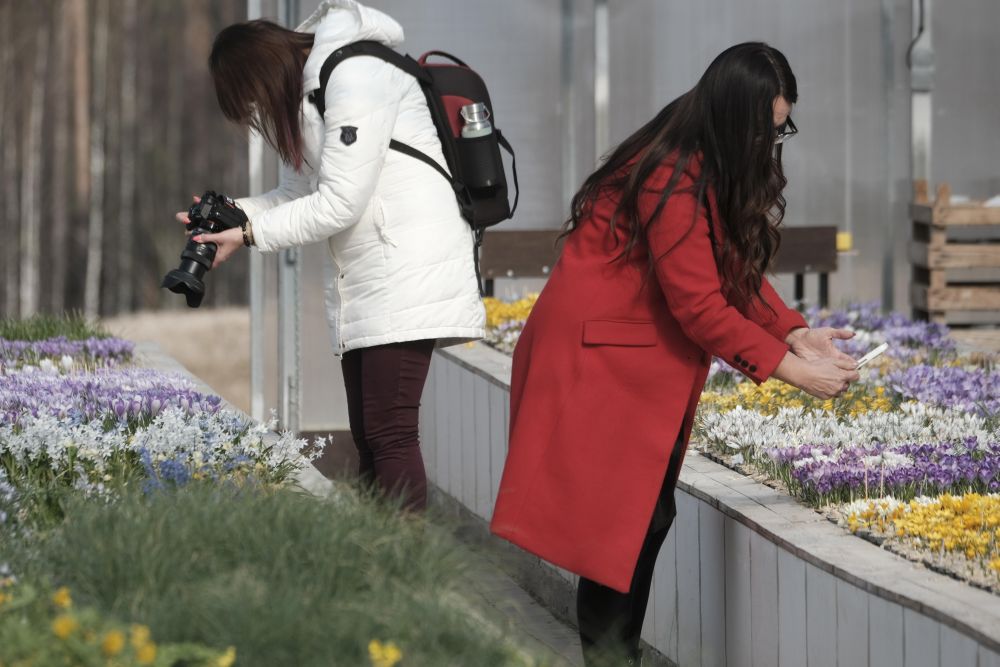 Една от най-големите колекции от минзухари в света в градината Яунруяс в Райскумс, Латвия