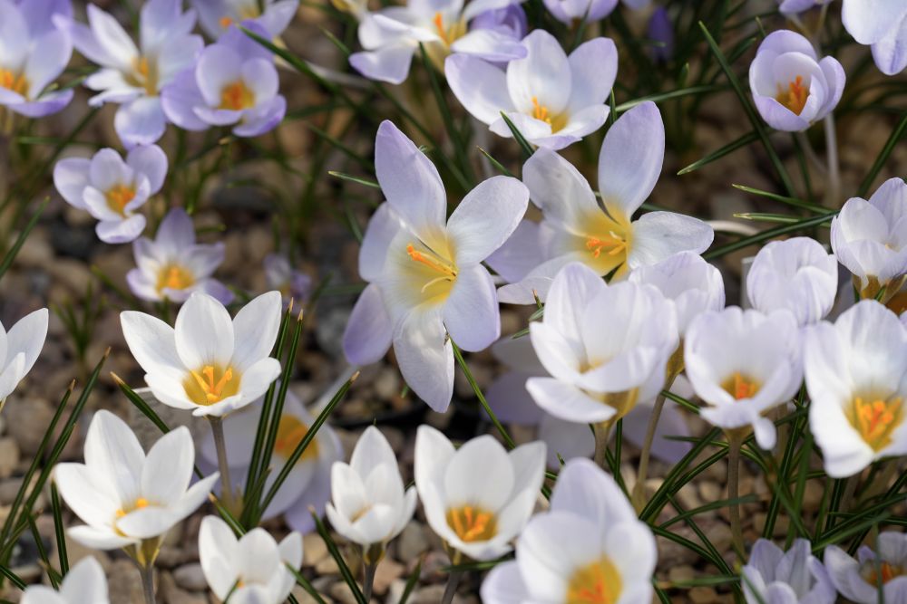 Една от най-големите колекции от минзухари в света в градината Яунруяс в Райскумс, Латвия