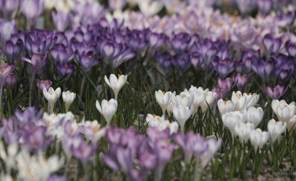 Една от най-големите колекции от минзухари в света в градината Яунруяс в Райскумс, Латвия