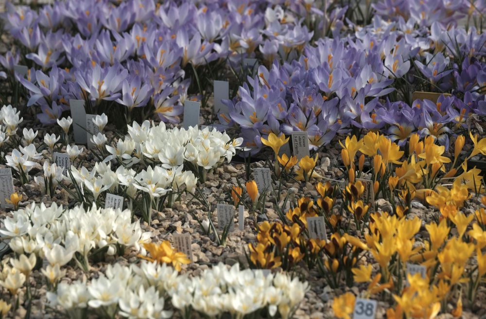 Една от най-големите колекции от минзухари в света в градината Яунруяс в Райскумс, Латвия