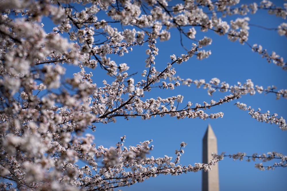 Цъфтящите вишни във Вашингтон