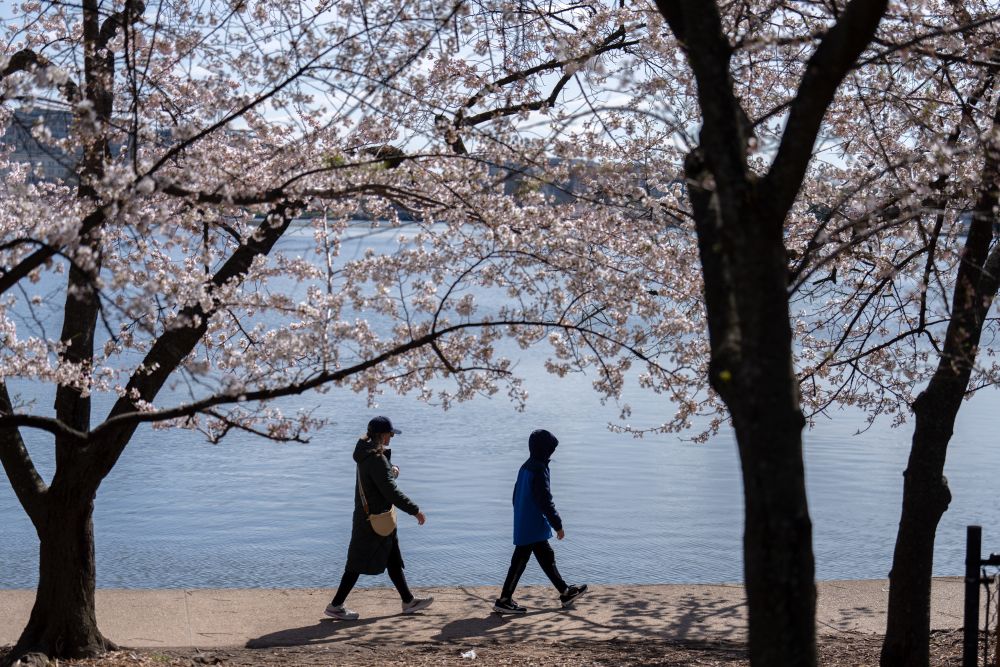 Цъфтящите вишни във Вашингтон