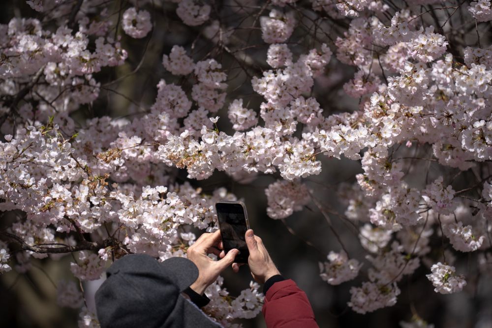 Цъфтящите вишни във Вашингтон