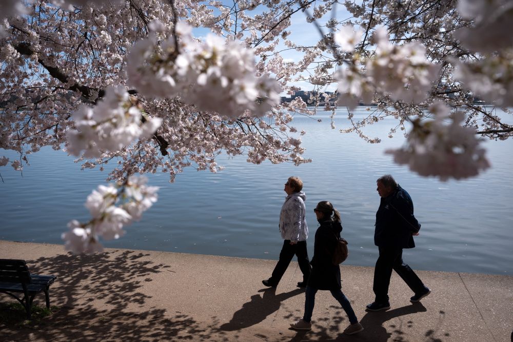Цъфтящите вишни във Вашингтон