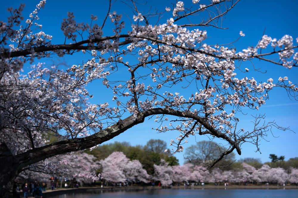 Цъфтящите вишни във Вашингтон