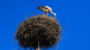 Камерите на „Зелени Балкани“ заснеха първото щъркелово яйце за 2026 г. в Белозем