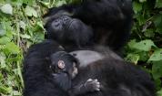 Близнаци от застрашен вид горила се родиха в Конго