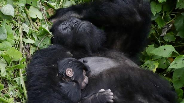 Близнаци от застрашен вид горила в Конго