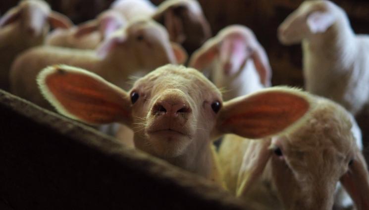 агне - Хранено със сено и люцерна: 175 за агне от обора за Великден