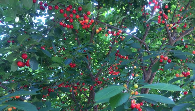 овошки - Последни срокове през март: Кроим черешата и правим синьо пръскане