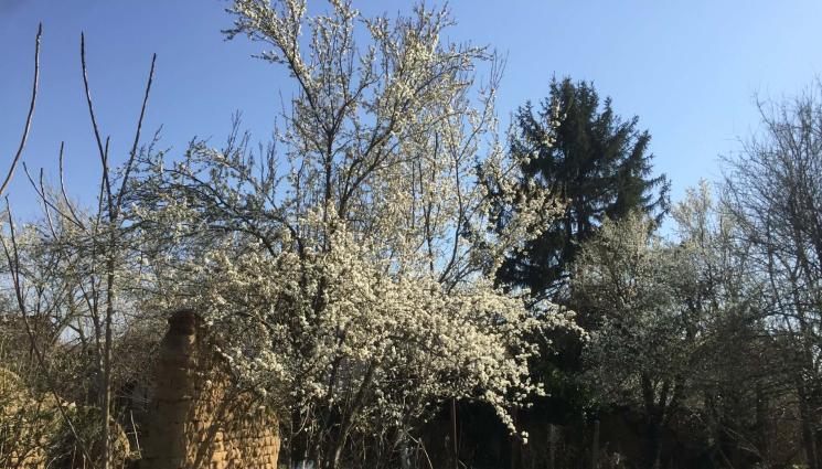 джанки - Бавим цъфтежа срещу пролетен мраз: Лъжем джанката с варосване