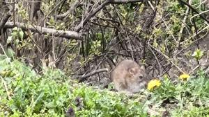 Перловска река боклуци