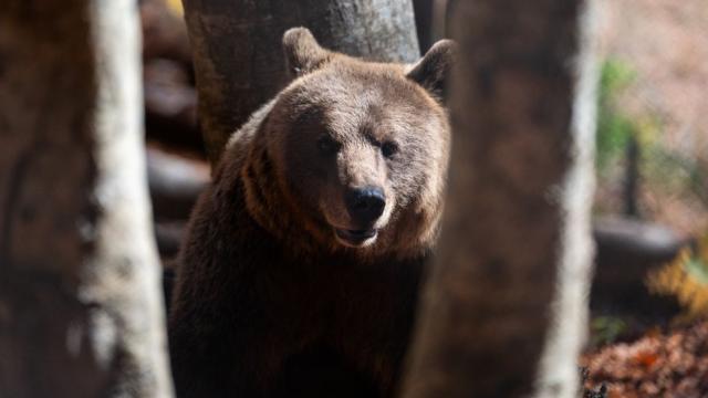 Парадокс в Пиренеите: Мечките се множат, но с все по-слаби гени