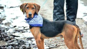 изоставено куче Видин