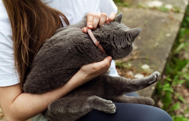 Жена поставя каишка на котка