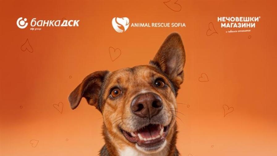 Банка ДСК и Animal Rescue Sofia стартират кампания „Точно за теб“ в подкрепа на осиновяването на домашни любимци