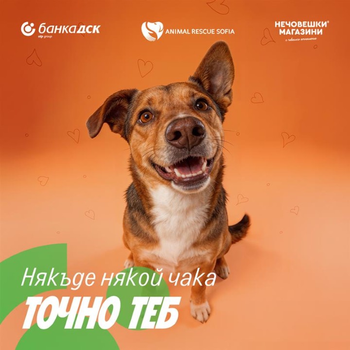 Банка ДСК и Animal Rescue Sofia стартират кампания „Точно за теб“ в подкрепа на осиновяването на домашни любимци