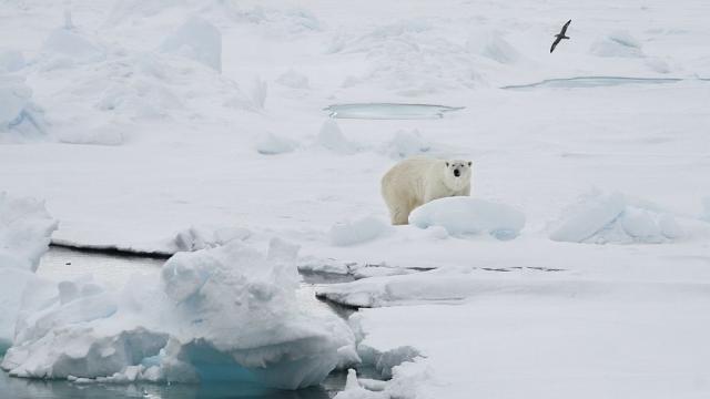 Арктическият морски лед продължава да се топи — тревожни данни за планетата