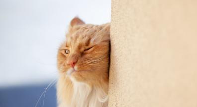 Котка се търка