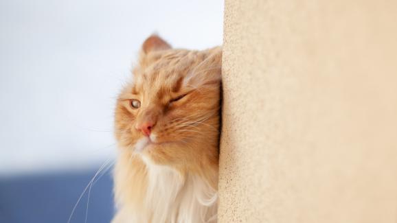 Защо котките търкат муцуните си в ъглите?
