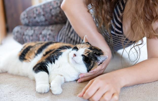 Котка се търка