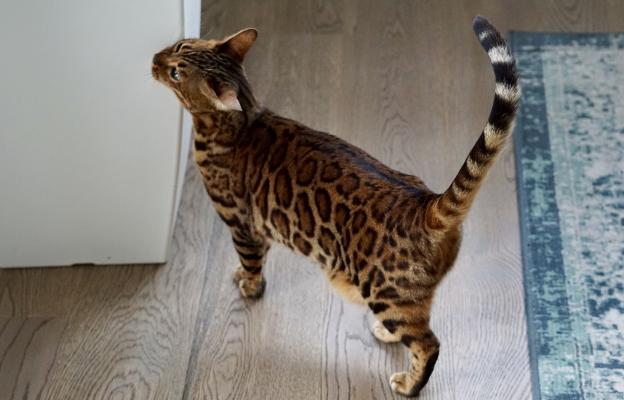 Котка се търка