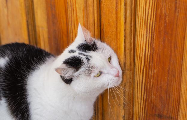 Котка се търка